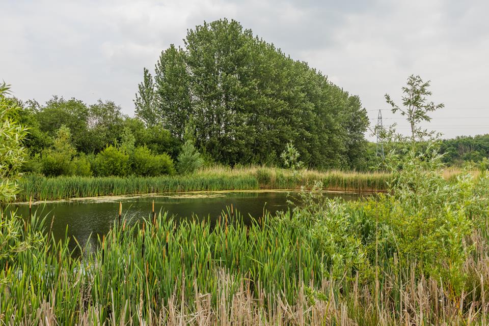 Public open space pond