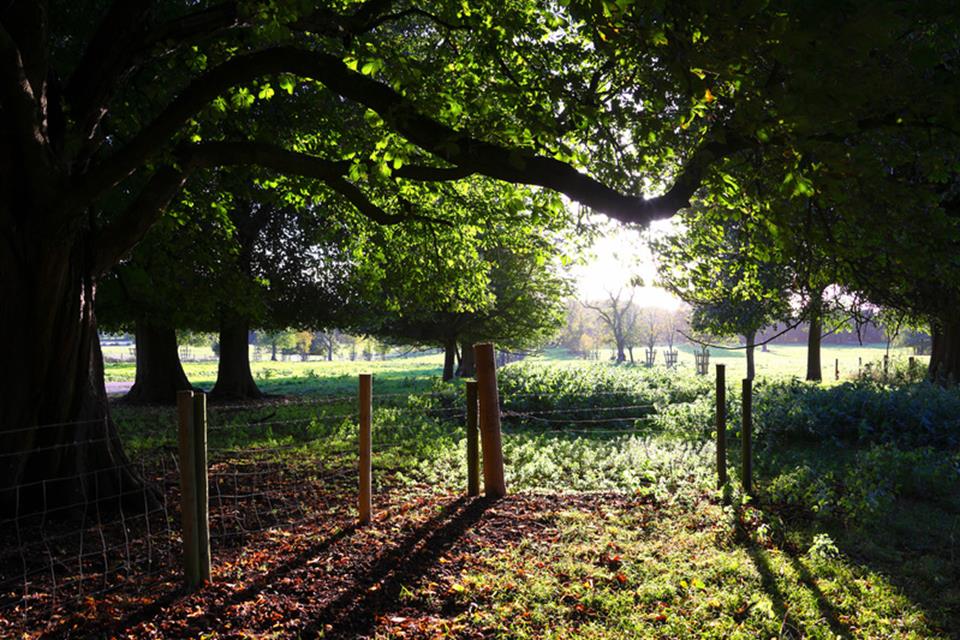 56843 - scenic trees