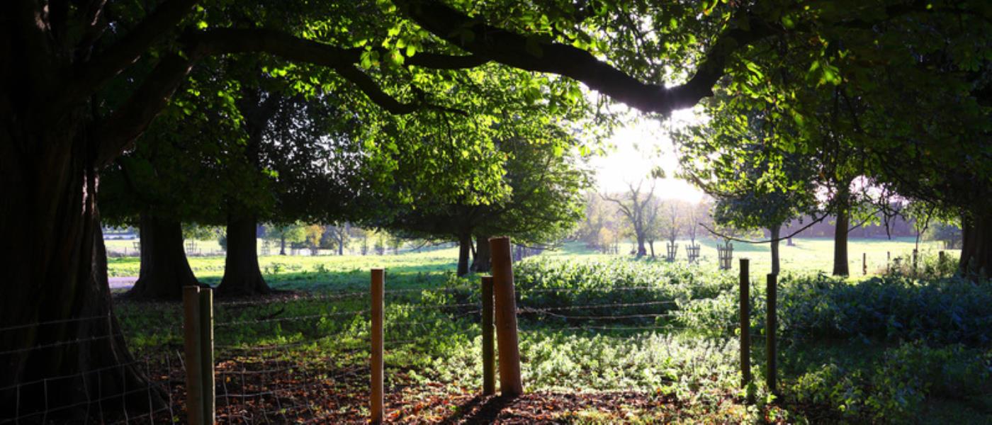 56843 - scenic trees