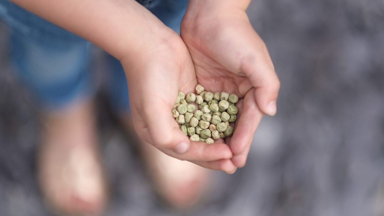 Redrow | Inspiration | Grow your own veg in June