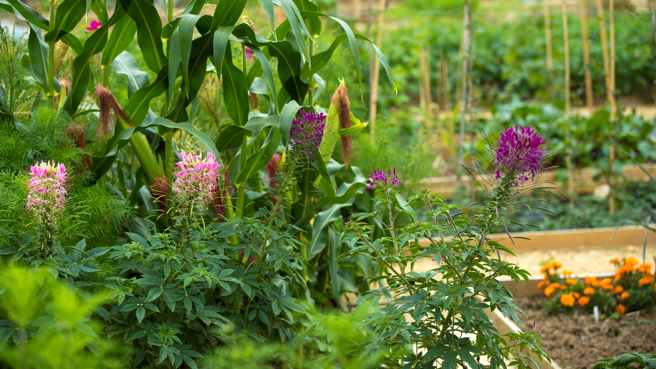 Redrow - Inspiration - An Allotment