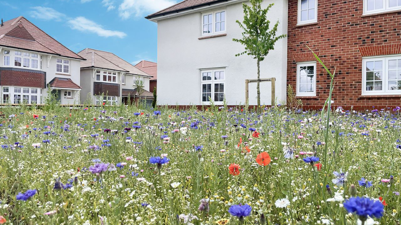 Redrow - Inspiration - Preparing your garden for autumn and winter - Wildflower garden
