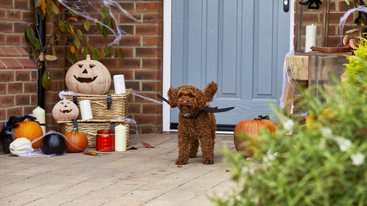 Redrow - Inspiration - Halloween bat dog at front door of home