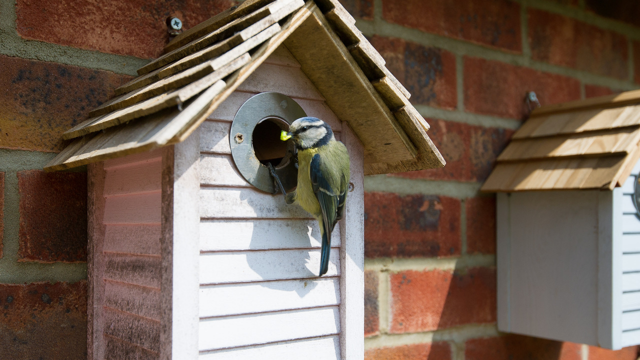 Redrow - Inspiration - Birdhouse at Redrow Development